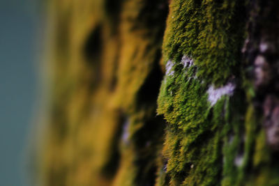 Close-up of moss growing on tree trunk