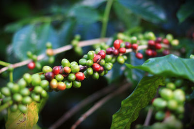 Close-up of berries growing on tree