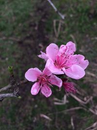 Close-up of pink cherry blossom