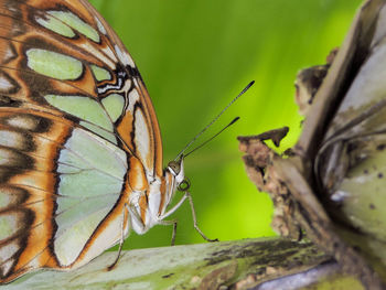 Butterfly perching on leaf