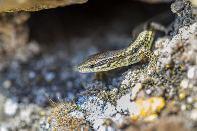 A macro shot of a lizard standing on a rock in front of a pit on a hot summer day.