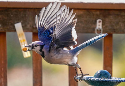 Close-up of bird perching on wood