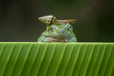 Close-up of snail on frog over leaf