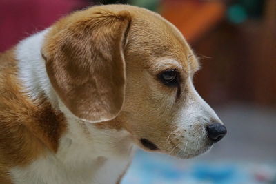 Close-up of dog looking away