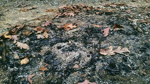 High angle view of leaves on ground