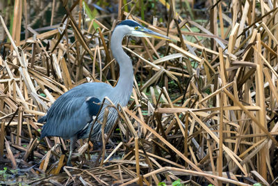Close-up of gray heron on field