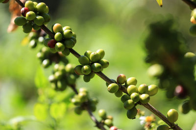 Close-up of grapes growing on tree