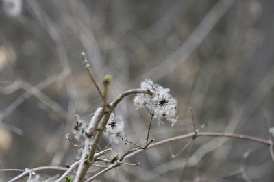 Close-up of snow on plant