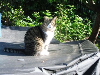 Cat sitting by plants