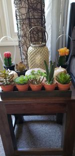 Potted plants on table at home