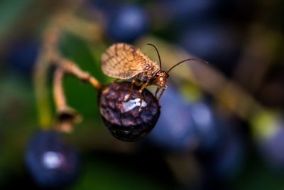 Close-up of insect on plant