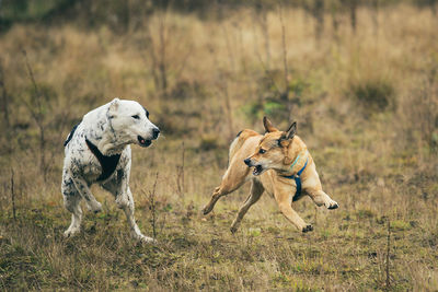 View of dogs running on field