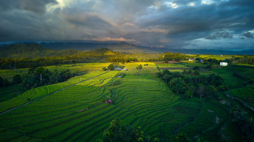 Beautiful morning view indonesia panorama landscape paddy fields 