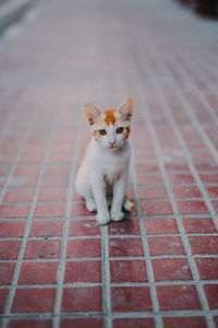 Portrait of cat sitting outdoors