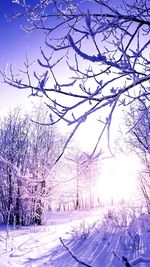 Bare trees against sky during winter