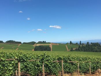 Scenic view of vineyard against sky