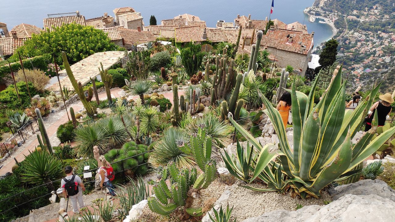 plant, architecture, building exterior, cactus, built structure, growth, succulent plant, nature, day, tree, high angle view, lifestyles, real people, green color, city, outdoors, leisure activity, group of people, water, building