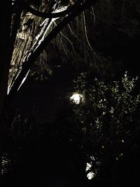 Low angle view of trees in forest at night