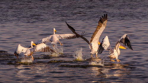 Seagulls flying over lake