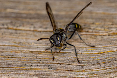 Close-up of insect