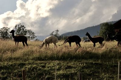 Alpacas grazing in a field