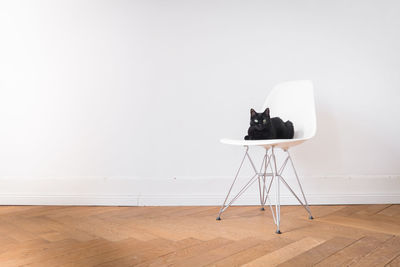 Cat sitting on chair against white wall