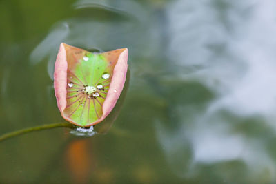 Close-up of lotus water lily in lake