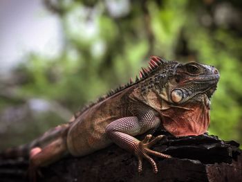 Close-up of lizard on rock