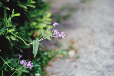 High angle view of pink flowering plant