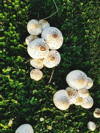 High angle view of white mushrooms growing on field