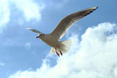 Low angle view of seagull flying against sky