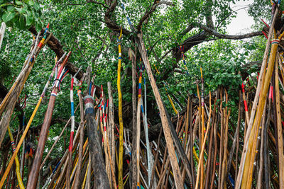 Low angle view of bamboo trees in forest