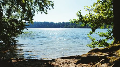 Calm lake with trees in background