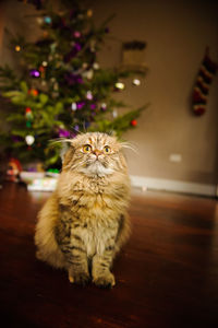 Scottish fold cat looking up while sitting against christmas tree on floor