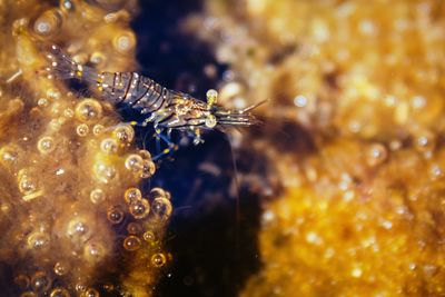 Close-up of fish in water