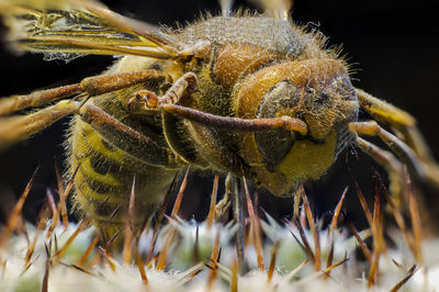 Close-up of insect on plant