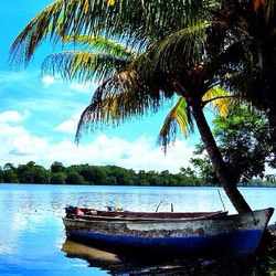 Palm trees by calm sea