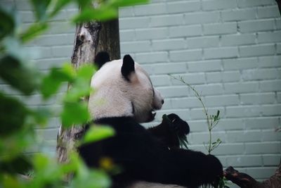 View of an animal against wall