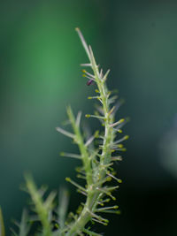 Close-up of plant