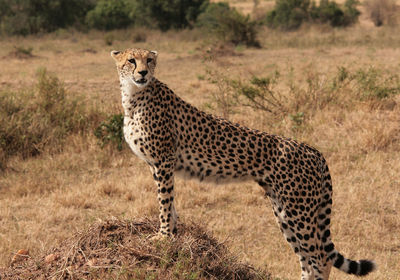 Giraffe grazing in field