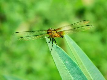 Close-up of dragonfly on leaf