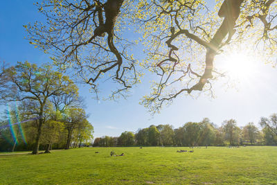 Trees on field against sky