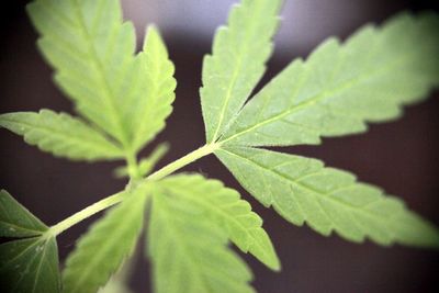 Close-up of green leaves