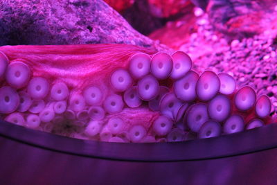 Close-up of pink jellyfish in water