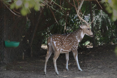 Axis deer on field