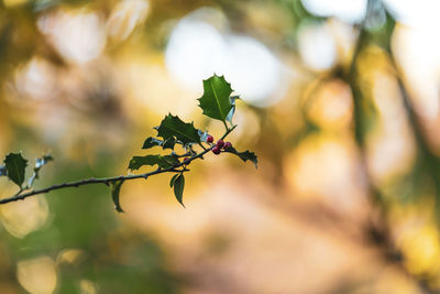 Close-up of flowering plant against blurred background