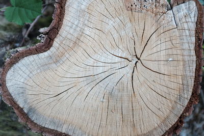 Close-up of tree stump