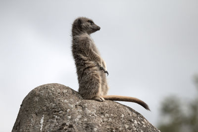 Low angle view of meerkat against sky