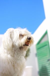 Close-up of dog against clear sky