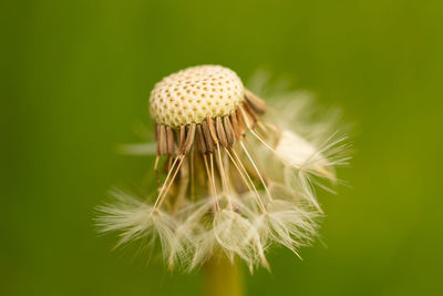 Close-up of plant